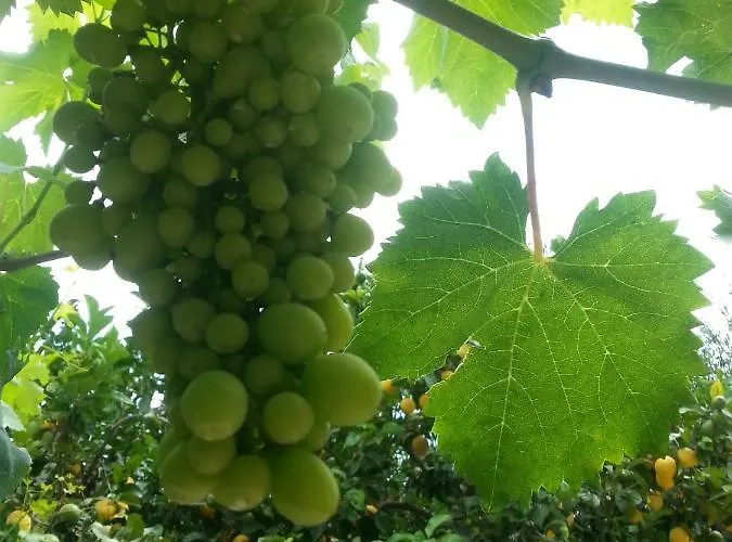 Apartmán Katerina Paleokastritsa