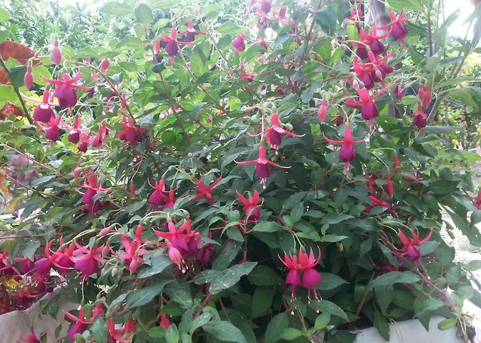 Apartmán Katerina *